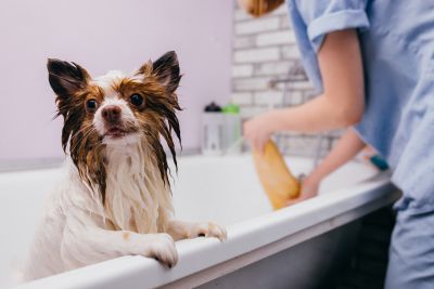 Pet Grooming and Pet Sitting Insurance in Turlock , CA by David Gonzales Insurance Agency