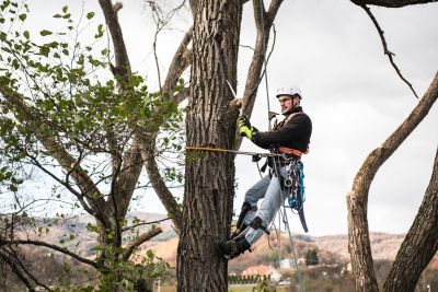 Tree Trimming Insurance in Turlock , CA by David Gonzales Insurance Agency